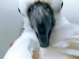Cockatoo never wants to be in the cage