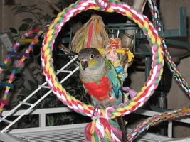 Pics of the Flock!