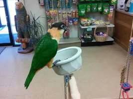 My visit to the Bird Specialty store.