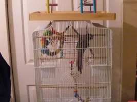 Post pictures of you cages!