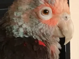 Identify this Amazon?