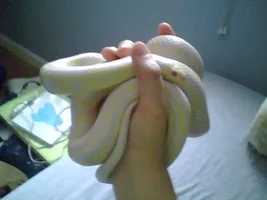Any body have reptiles?