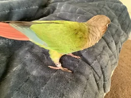 Black spots on gcc wings