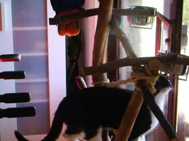 Parrot Stand?