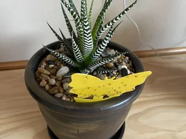 Help with plants/gardening?!?