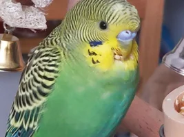 HELP please. Is this an early sign of Scaly Mites on my Budgie's feet?