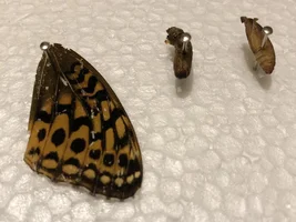 TAXIDERMIES and ROCKS!!!