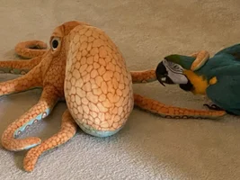 Parrot Sexual Behavior