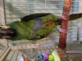 Is my Illiger's Macaw Plucking