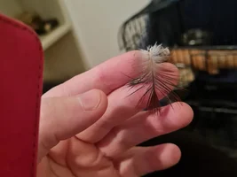 Molting or plucking