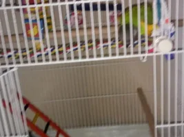 I am looking for a Senegal parrot