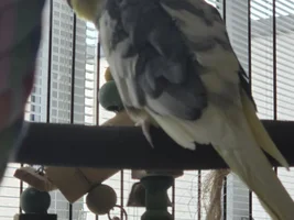 Taming cockatiel