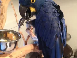 Ichabod, our Big Boy Hys