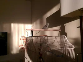 New Budgie taming