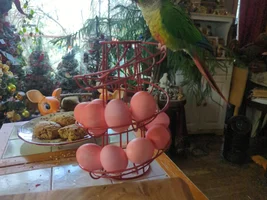 My Pineapple Conure won't stop biting me when I pick him up.