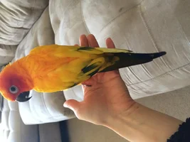 Sun Conure plucked all flight feathers on right side...?