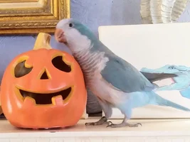 October 2021 POTM Contest