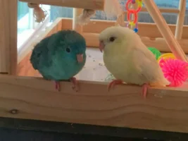 My linnies