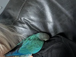 Hi I've just bought a beautiful green cheek conure