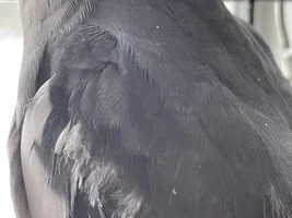 Is my cockatiel Plucking?