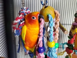 Looking for suggestions for my young Green Cheeked Conure