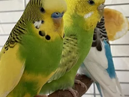 I am worried! Are these mites on my budgie?