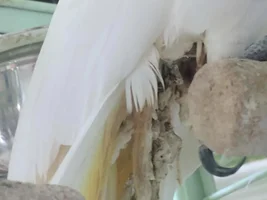 Is it safe to clip a tail feather