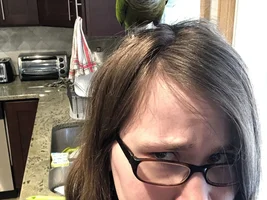 Bonded Green Cheek Conures In Need Of A New Home - Eastern PA Area