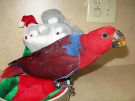 Soon to be a new 3 month old Eclectus Owner
