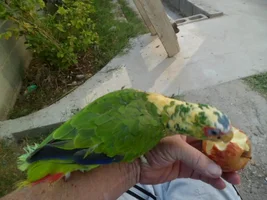Takito