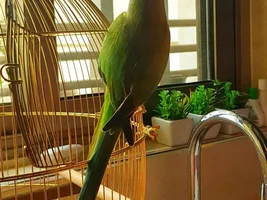 Pleae help! My 23 years old Indian Ringneck Parakeet is extremely sick