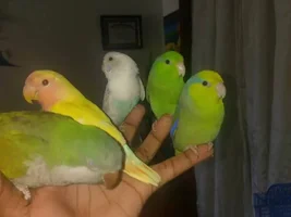 My flock