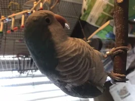 Willow’s spring thread