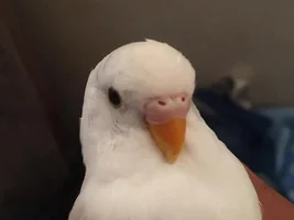 Why my Female budgie cere is not turning brown?
