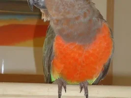 Red Bellied Parrot