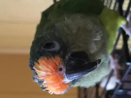 Meet Pumpkin Patch