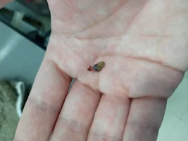My Conure may not survive. Advice needed...