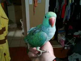 My IRN