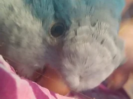 Snuggle faces JFF