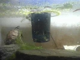 This turtle.....