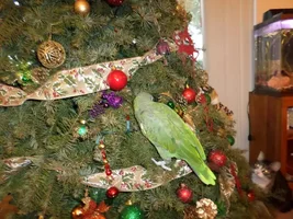 Merry Christmas to all!