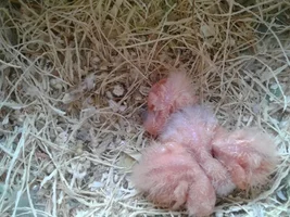Lovebirds: development of a clutch from egg to hand raising