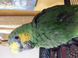 Help! I'm new and just been given a parrot!