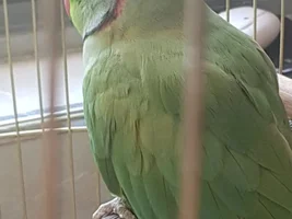 Pleae help! My 23 years old Indian Ringneck Parakeet is extremely sick