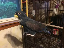 my pionus