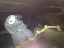 Cracked beak!