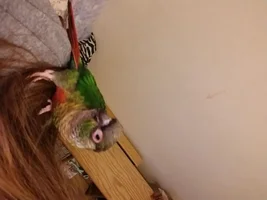 Green cheek conures eye swollen and red. Help!