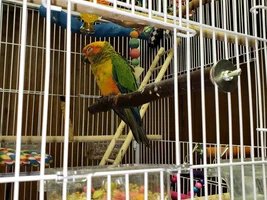 New conures