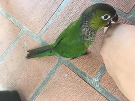 What Parrot is this?