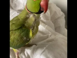 Molting or bad diet? HELP PLEASE